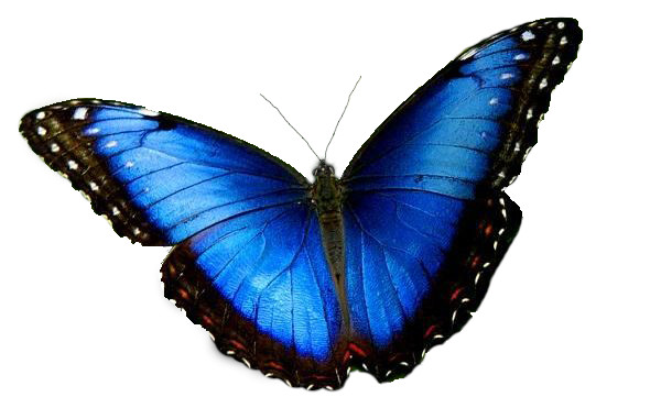 Scontorno_farfalla_maschera_veloce_dopo