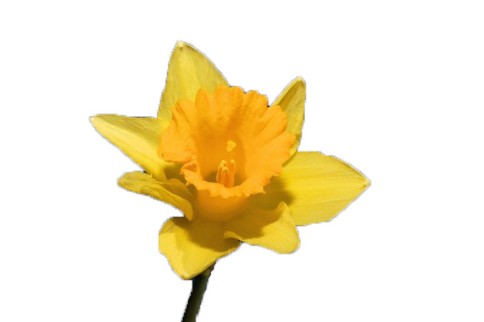 scontorno_fiore_giallo_lazo_magnetico_dopo