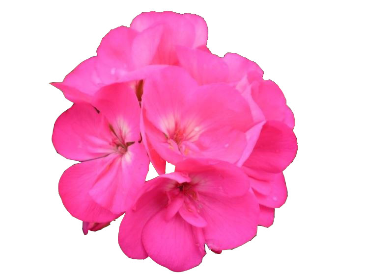 scontorno_fiore_rosa_lazo_magnetico_dopo
